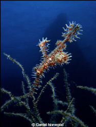 Ornate Ghost-pipefish. by Daniel Norwood 